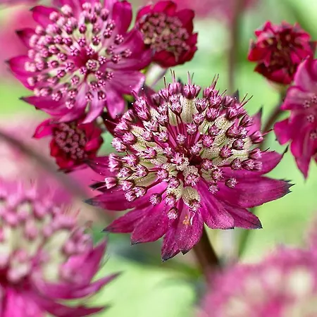 Villa Astrantia Bruinisse Buitenkant foto