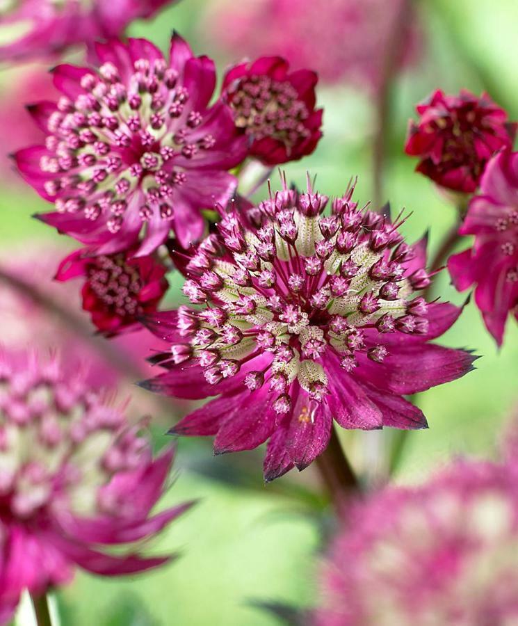 Vakantiehuis Astrantia *